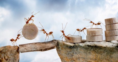 Ameisen balancieren Holzstücke 