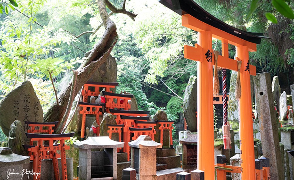 Im Land der Gegensätze konnten die Teilnehmer das hektische Tokyo bewundern, aber auch die Ruhe der Tempel und Schreine in Kyoto und Nara genießen.