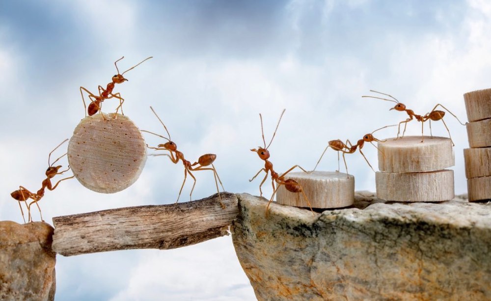 Ameisen balancieren Holzstücke 