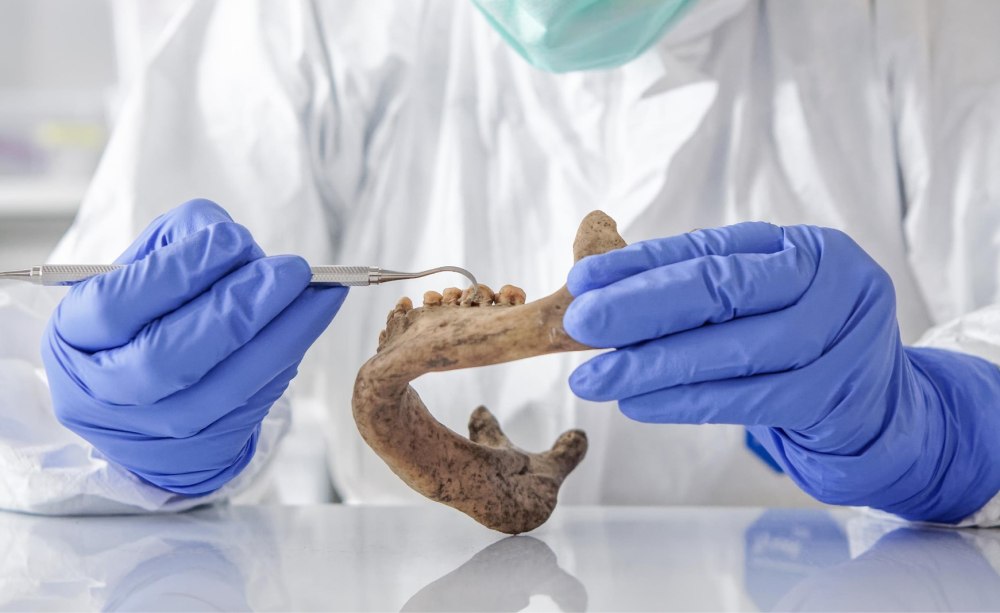 Hände in Laborhandschuhen halten uralten Unterkiefer und bearbeiten Zähne mit Instrument