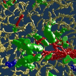 So schaut die Milz von innen aus: Die 3D-Darstellung zeigt Blutgefäße des Organs, die durch Immunfärbung sichtbar gemacht sind. Ein arterielles Gefäß (rot) zweigt sich in verschiedene Äste auf, die in ein Netzwerk von feinsten Haargefäßen (Kapillaren, gelb) übergehen. Die Kapillaren sind an ihrem Beginn von Hülsen (grün) umgeben. Hülsen ohne Kontakt zu arteriellen Gefäßen im untersuchten Ausschnitt sind blau dargestellt.