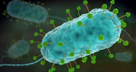 Phagen bei der Arbeit: Künstlerische Darstellung von Phagen (grün und gelb), die ein Bakterium (blau) angreifen. 