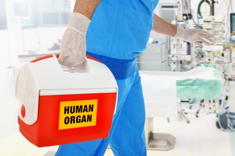OP-Mitarbeiter mit Kühlbox, die die Aufschrift human organ trägt