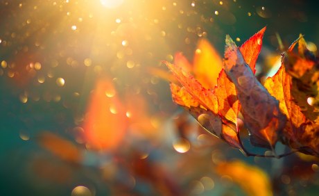 Kunstvolles Foto von buntem Herbstlaub im Gegenlicht