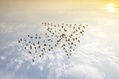 Vögel am Himmel bilden Pfeilform vor Wölkchendecke