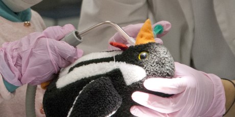 behandschuhte Hände halten ein Pinguin-Stofftier und "behandeln" es mit einem Zahnarztinstrument