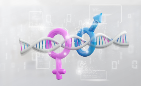 Digitale Darstellung von Geschlechtschromosomen